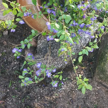 Casa Fragas בקתה